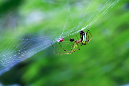 A vibrant Leucauge magnifica spider, showcasing its colorful body, is captured skillfully weaving its intricate web. Wulai District, New Taipei City.