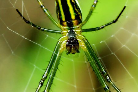 Eine lebendige Leucauge magnifica-Spinne, die ihren farbenfrohen Körper zur Schau stellt, wird gefangen genommen, wie sie geschickt ihr kompliziertes Netz webt. Bezirk Wulai, Stadt New Taipeh.