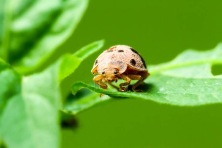 There is an orange and black spotted ladybug (Henosepilachna vigintioctopunctata) on the stem of a green plant. Showcasing intricate patterns and natural habitats, Wulai, New Taipei City.