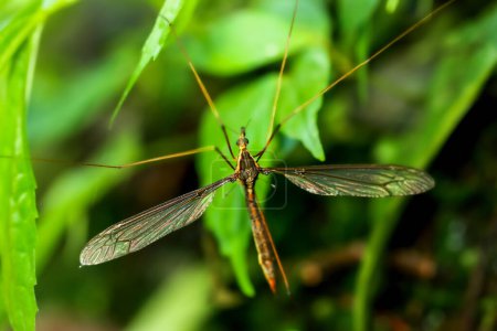 Vue détaillée du moustique géant Holorusia sp., avec ses ailes complexes. Photographié dans le feuillage luxuriant de Wulai, New Taipei City.