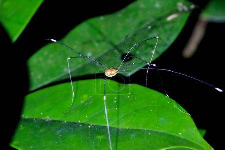 Detailed capture of a a daddy longlegs spider on a leaf. Vibrant colors and natural light enhance the scenery of Wulai, New Taipei City.