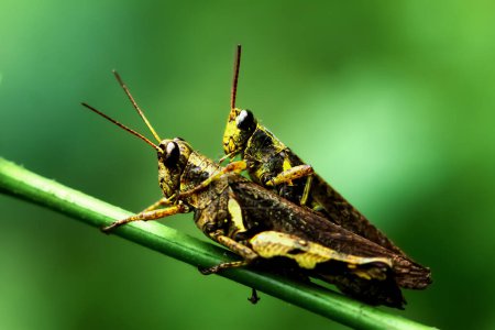Photo for Close-up of two brown grasshoppers on a stem. Showcasing interaction and natural colors, Wulai, New Taipei City. - Royalty Free Image