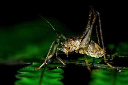 Nachts gibt es eine katydid Larve auf einem grünen Blatt. Makrofotografie von Amphibien. Wulai, Stadt New Taipeh.