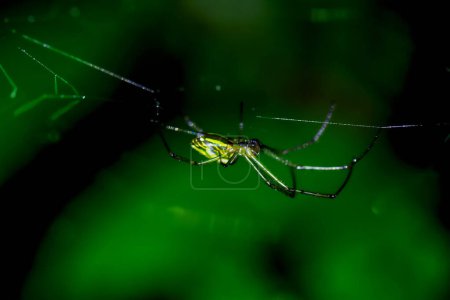 A vibrant Leucauge magnifica spider, showcasing its colorful body, is captured skillfully weaving its intricate web. Wulai District, New Taipei City.