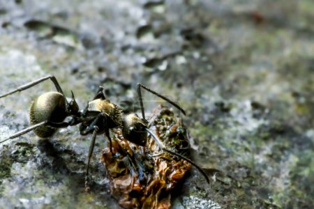 Detailliertes Makromaterial fängt die komplexen Strukturen und Formen schwarz stechender Ameisen ein. Eine anschauliche Darstellung des Insektenlebens in Wulai, New Taipeh City.