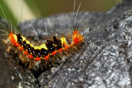 A close-up of a colorful Tussock moth larvae showcasing its intricate patterns and hairy texture. Captured in the wild, exhibiting natural beauty, Wulai District, New Taipei City.