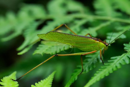 macro photo détaillée d'un Tettigoniidae (ou katydid), montrant sa couleur vert vif et son motif de corps complexe. Wulai, Taiwan.