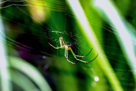 Vue détaillée d'une araignée du verger (Leucauge magnifica) dans sa toile, montrant ses couleurs vives et ses motifs. Idéal pour les études de la nature.