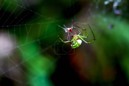 Detailansicht einer Streuobstspinne (Leucauge magnifica) in ihrem Netz, die ihre leuchtenden Farben und Muster zeigt. Ideal für Naturstudien.