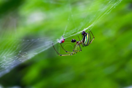 Vista detallada de una araña de huerto (Leucauge magnifica) en su tela, mostrando sus colores y patrones brillantes. Ideal para estudios de naturaleza.