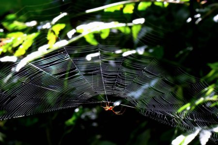 Captura detallada de la araña en la tela bajo la luz del sol. El intrincado patrón de red es claramente visible y es el trabajo más exquisito de la naturaleza. Wulai, Taiwán.