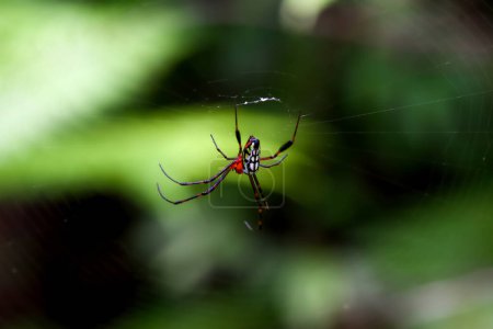 Detaillierte Ansicht einer Argiope versicolor Spinne in ihrem Netz. Lebendige Farben und Muster sind vor einem natürlichen grünen Hintergrund sichtbar. Wulai, Taiwan.