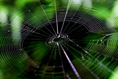Detaillierte Ansicht eines Spinnennetzes, das sein kompliziertes Design und seine Symmetrie zeigt. Beleuchtet durch natürliches Licht. Wulai, Taiwan.