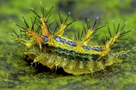 Detailed macro shot of a colorful slug caterpillar with spiky defenses. Unique insect wildlife. Wulai, Taiwan.