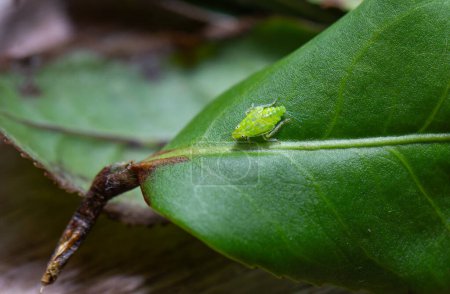 Detailed macro shot of A tea green leafhopper (Jacobiasca formosana), known for influencing Oriental Beauty tea flavor. Taiwan.