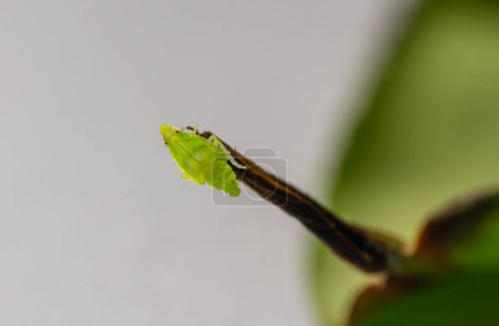Detailed macro shot of A tea green leafhopper (Jacobiasca formosana), known for influencing Oriental Beauty tea flavor. Taiwan.