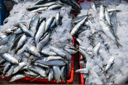 Glittering fresh sardines line up on crushed ice; a glimpse into Essaouira's vibrant seafood trade. Essaouira, Morocco.