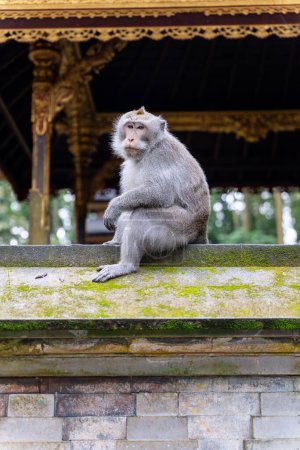 Photo for Portrait of one monkey at Sangeh monkey forest in Bali near Ubud village. Indonesia - Royalty Free Image