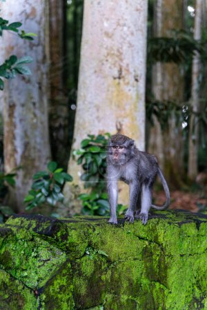 Photo for Portrait of a monkey at Sangeh monkey forest in Bali near Ubud village. Indonesia , vertical - Royalty Free Image