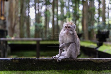 Photo for Portrait of a monkey at Sangeh monkey forest in Bali near Ubud village. Indonesia , horizontal - Royalty Free Image
