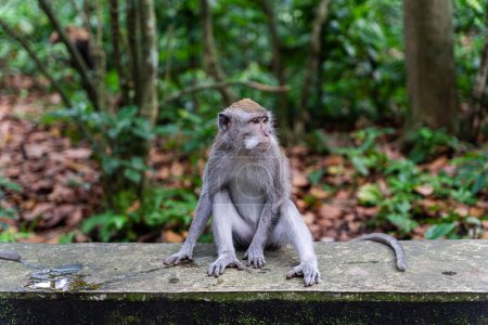 Photo for Portrait of a monkey at SaPortrait of a monkey at Sangeh monkey forest in Bali near Ubud village. Indonesia , horizontal - Royalty Free Image