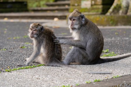 Portrait of two monkeys sitting at Sangeh Monkey Forest, Bali, Indonesia, horizontal