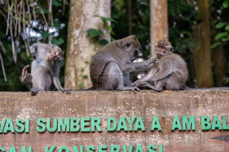 Photo for Portrait of three monkeys sitting at Sangeh Monkey Forest, Bali, Indonesia, horizontal - Royalty Free Image