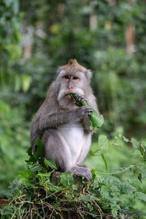 Photo for Portrait of a monkey eating at Sangeh monkey forest in Bali near Ubud village. Indonesia, vertical - Royalty Free Image