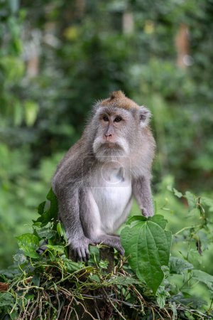 Photo for Portrait of a monkey at Sangeh monkey forest in Bali near Ubud village. Indonesia , vertical - Royalty Free Image