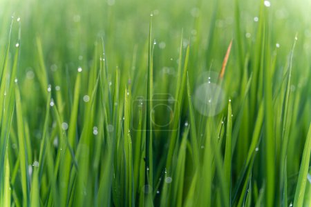 Photo for Close-up of green grass with water droplets, condesation in Bali, Indonesia - Royalty Free Image