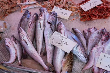Photo for Fresh fish sold at an Italian market with merluzzo (translaFresh fish sold at an Italian market with merluzzo (translation: cod) and gamba (translation: shrimps) tion: cod) - Royalty Free Image