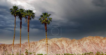 Téléchargez les photos : San jacinto montagne, sources de palmiers, californie - en image libre de droit