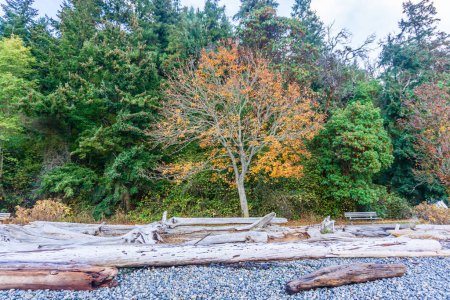 Ein Herbstbaum am Ufer des Lincoln Parks in West Seattle, Washington.