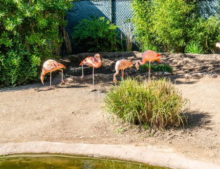 Photo for Flamingoes at the Woodland Park Zoo in Seattle, Washington. - Royalty Free Image