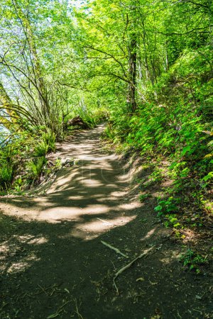 Foto de Una ruta de senderismo en el Parque Estatal St. Edward en Kenmore, Washington. - Imagen libre de derechos