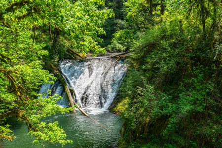 Téléchargez les photos : Un paysage de Drake Falls au parc d'État de Silver Falls dans l'État de l'Oregon - en image libre de droit