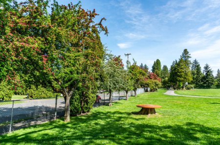 A view of flowering trees at a city park in Burein, Washington.