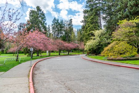 Spring cherry trees at Seward Park in Seattle, Washington.