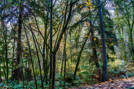 Photo for A viewof trees and leaves at Seahurst Park in Burien at the end of autumn. - Royalty Free Image