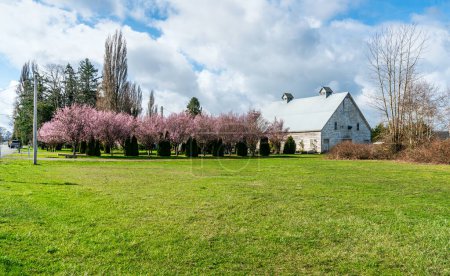 Blick auf blühende Kirschbäume und eine Scheune in der Nähe von La Conner, Washington.