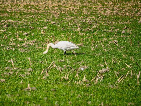 Snow Geese feel in a field near La Conner, Washington.