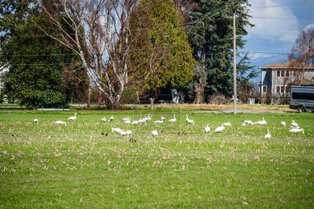 Photo for Snow Geese feel in a field near La Conner, Washington. - Royalty Free Image