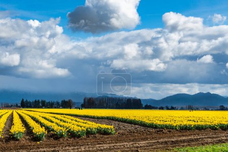 A view of brilliant Daffodils in a field with treess behind. Near La Conner, Washington.