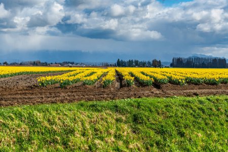 Photo for A view of rows of brillian Daffodils near La Coner, Wahsington. - Royalty Free Image