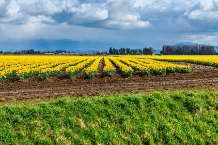 Photo for A view of rows of brillian Daffodils near La Coner, Wahsington. - Royalty Free Image