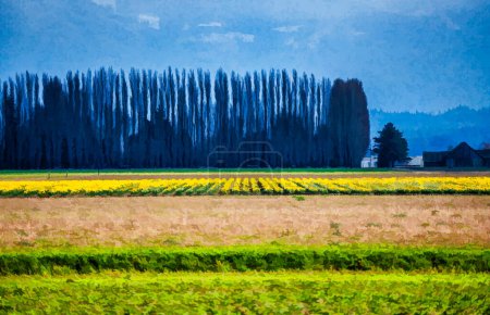 Photo for A view of brilliant Daffodils in a field with treess behind. Near La Conner, Washington. - Royalty Free Image