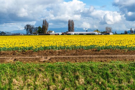 A view of brilliant Daffodils in a field with farm buildings behind. Near La Conner, Washington.
