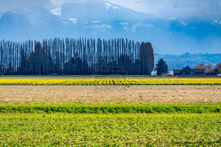 Photo for A view of brilliant Daffodils in a field with treess behind. Near La Conner, Washington. - Royalty Free Image