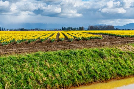 A view of rows of brilliant Daffodils near La Conner, Washington.