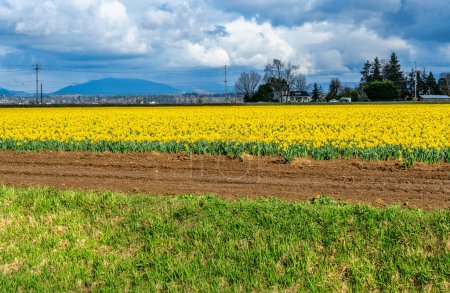 Photo for A view of brilliant Daffodils in a field with farm buildings behind. Near La Conner, Washington. - Royalty Free Image